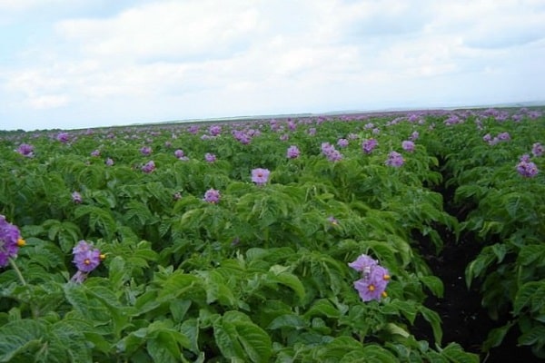 soin des pommes de terre