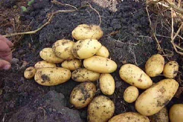 tuber ripening