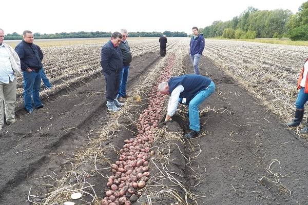 characteristics of root vegetables