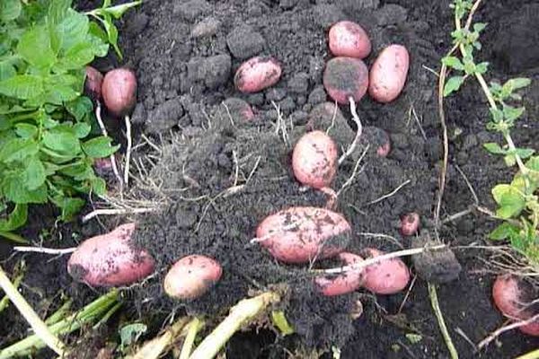 brambory v zemi