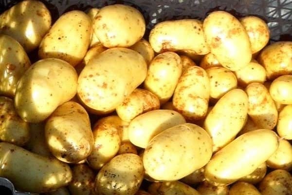 patatas latonas