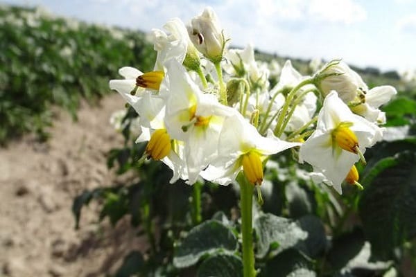 deficiencias de las plantas