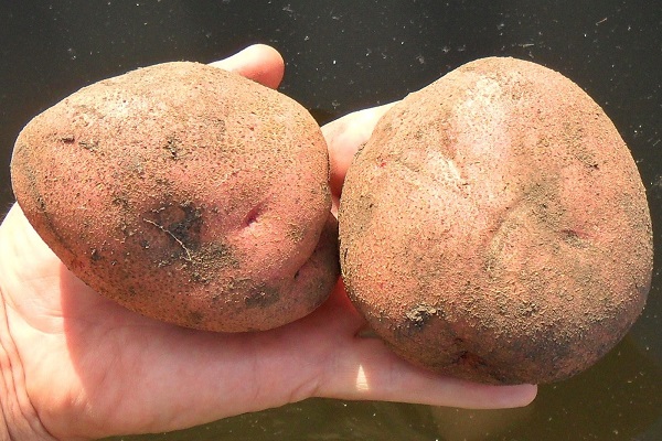 batatas de amadurecimento precoce