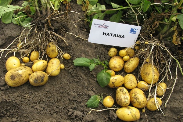 brambory Nataša