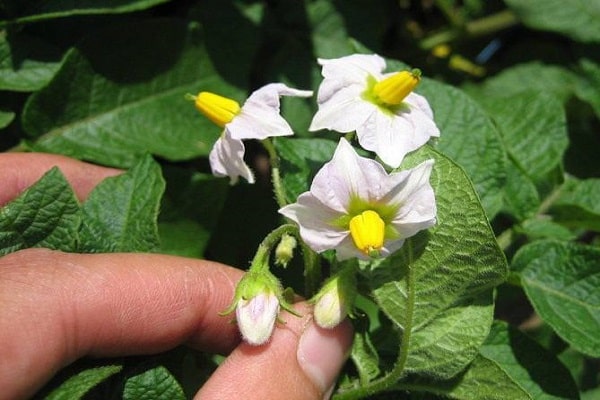  enriquecido com fertilizantes