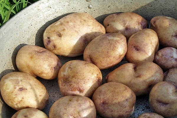 sklizené brambory