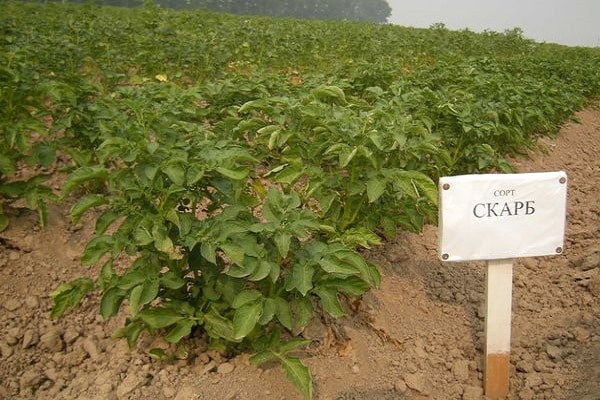 Cachecol de Batata