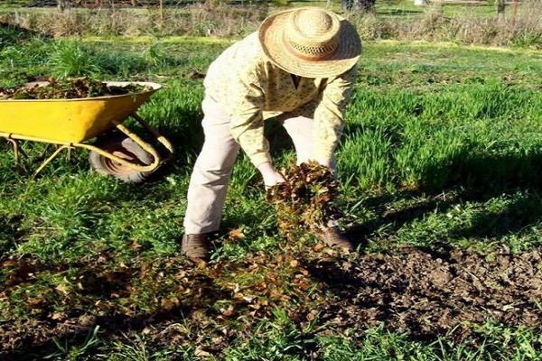 não pode ser cultivado