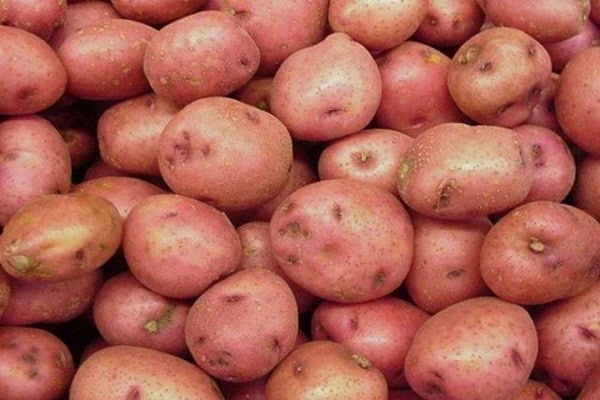Slavyanka brambory