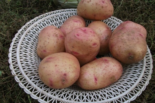 bramborový hýl