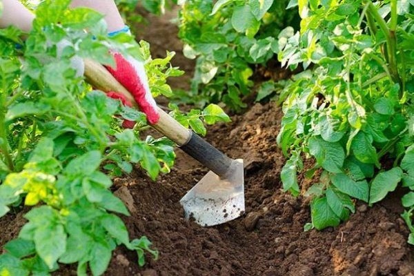 hilling potatoes