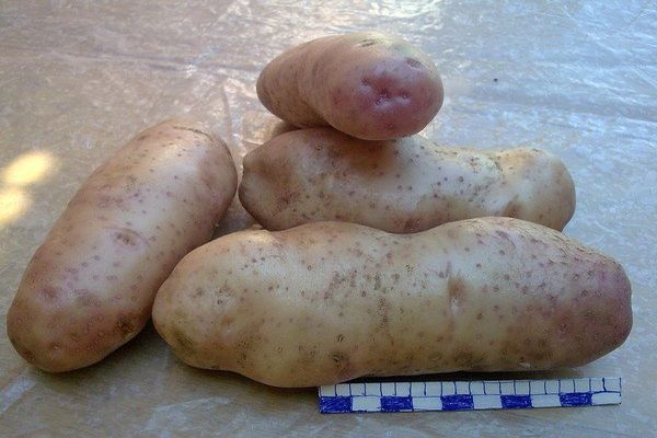 brambory na stole