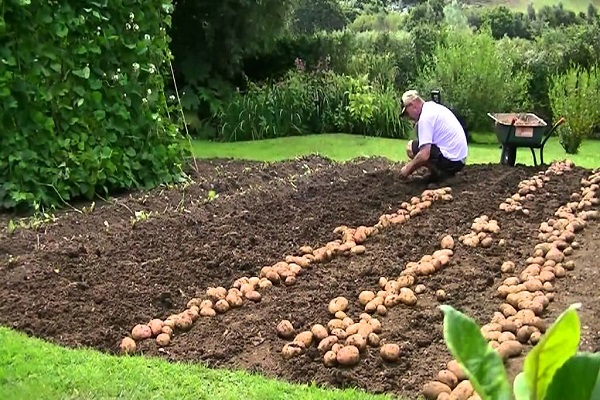 man with potatoes