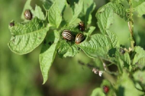 rostlina zeleniny