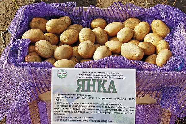 Janka brambory