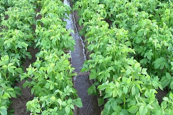 tubercles de patata