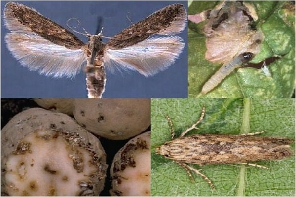 potato moth