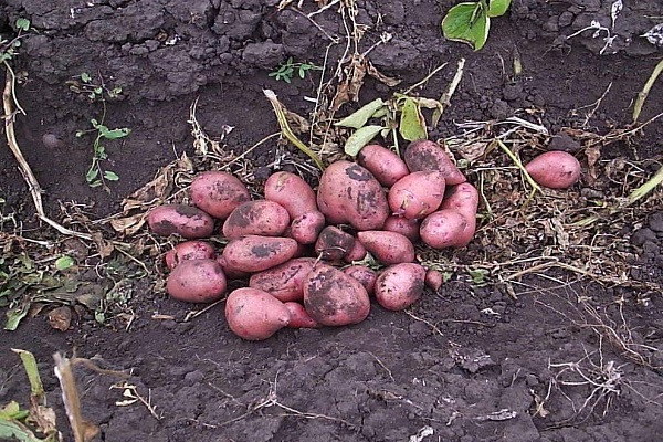 tuber processing