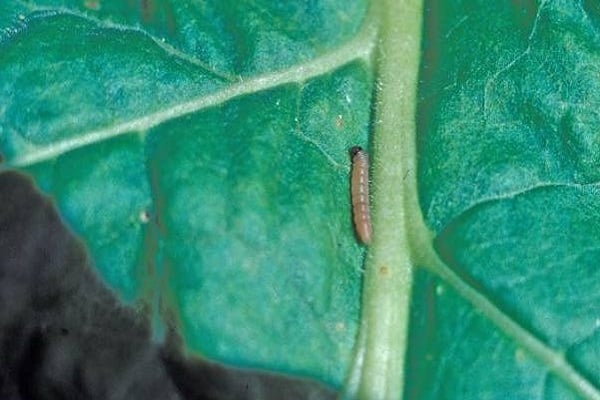 draadworm en fluoromea