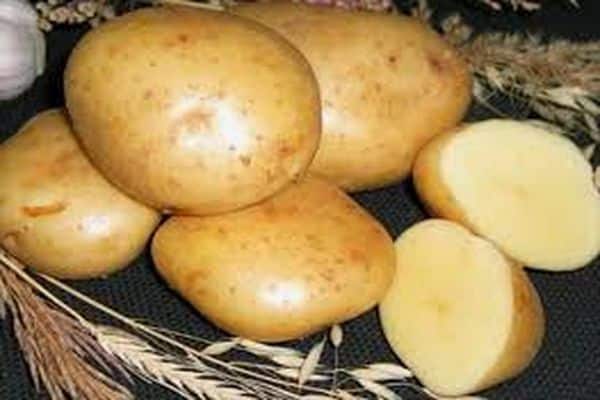 potato gala