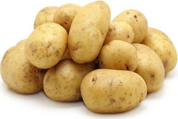 brambory na sázení