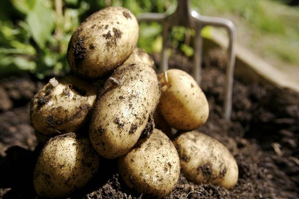 potatoes in the ground