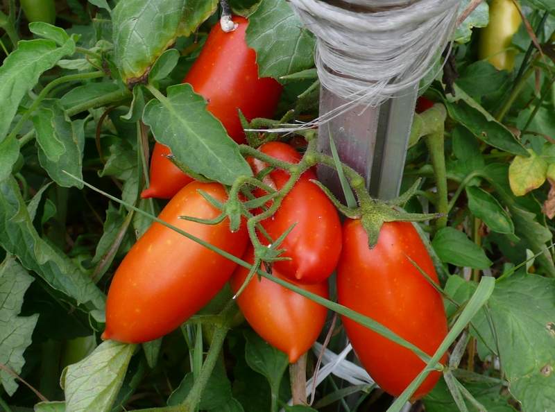 Caspar rajče v zahradě