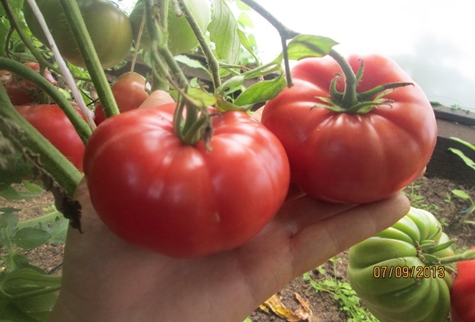 tomato bushes Chinese Pink