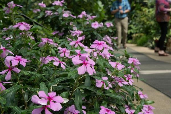 catharanthus v parku 