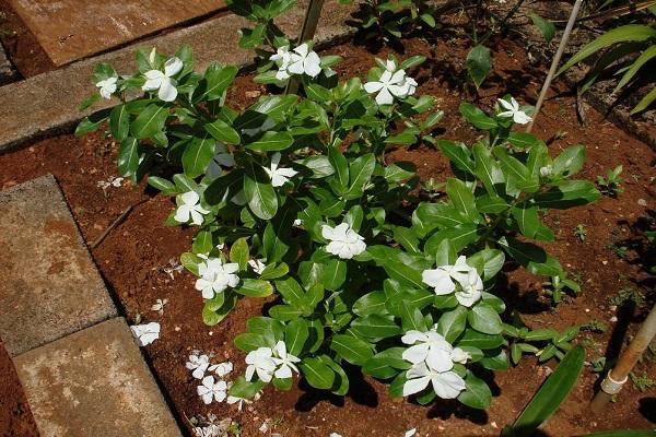 sauberes Blumenbeet 