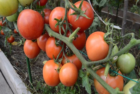 tomato bed 