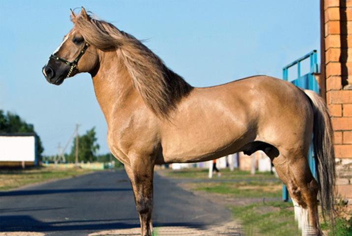 barvy kauraiských koní