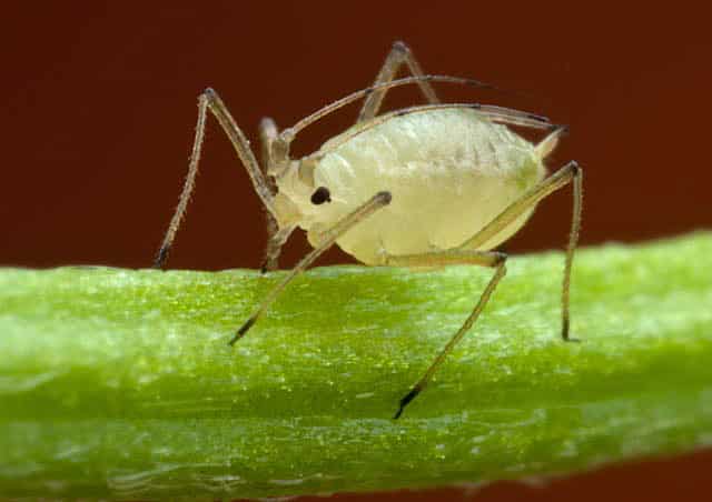 aphids sa sitrus