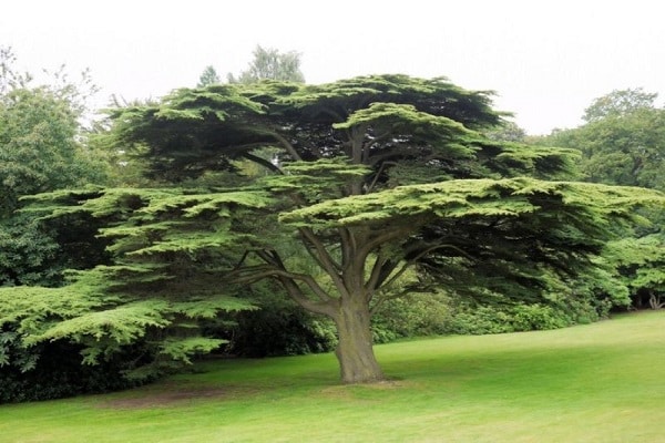 cedar tree