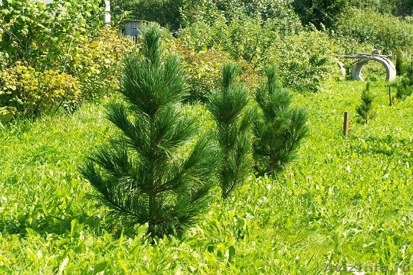 zasazený strom