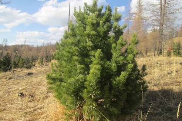 Kerstboom op de open plek 