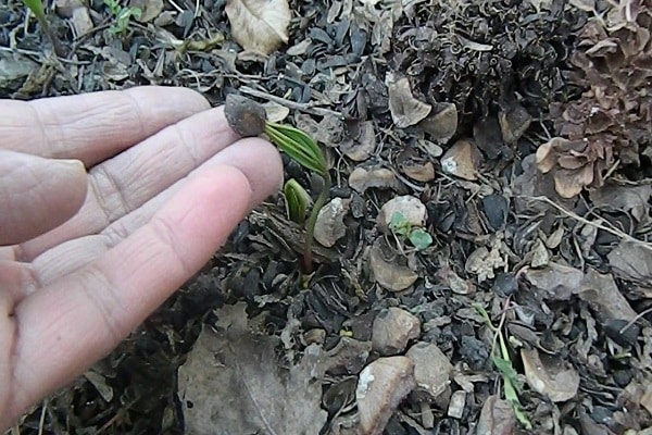 germination et propagation