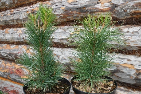 trees in pots 