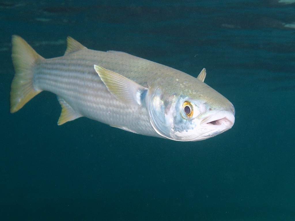 foto de peix mullet