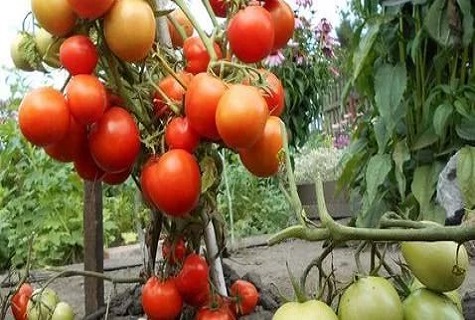 Obstbaum 