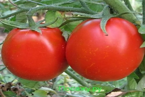 tomato Kemerovo