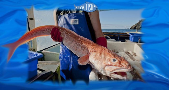 peixe camarão