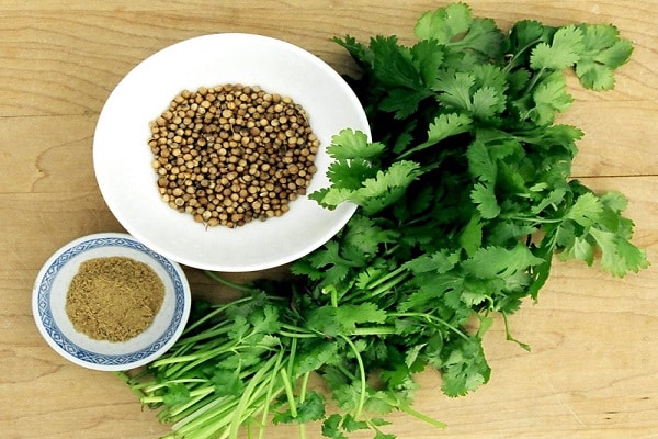 cilantro contraindications