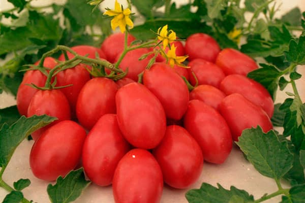 červená rajčata na stole