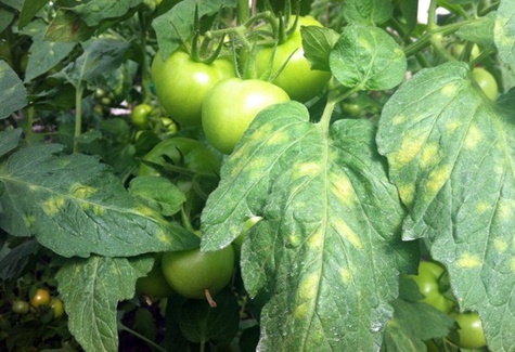 kladosporióza rajčat v zahradě