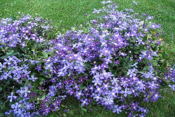 namumulaklak na mga bulaklak 