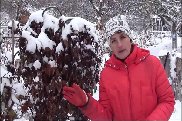 nieve en flores 