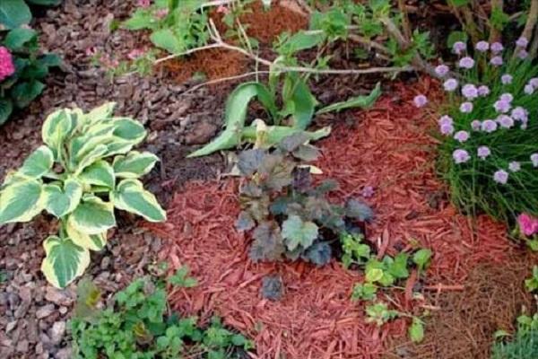 flowers in mulch 