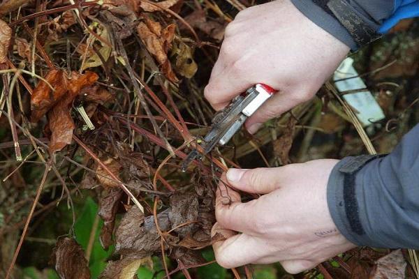 autumn pruning