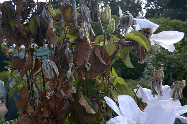 choroba grzybicza